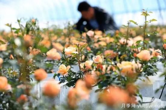 月季復壯很簡(jiǎn)單，做好3件事新枝粗壯開(kāi)花多(圖3)