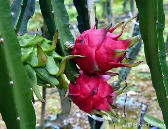 100種常見(jiàn)花卉的栽培大全，送給愛(ài)養花的你(圖82)