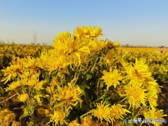 周口商水：小菊花開(kāi)成鄉村振興“黃金花”(圖1)