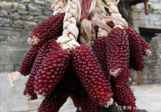 100種常見(jiàn)花卉的栽培大全，送給愛(ài)養花的你(圖83)