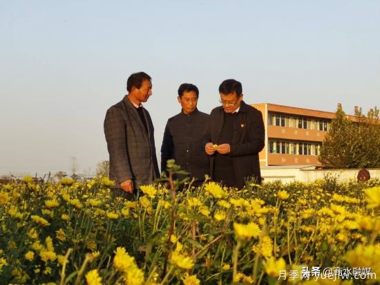 周口商水：小菊花開(kāi)成鄉村振興“黃金花”(圖2)