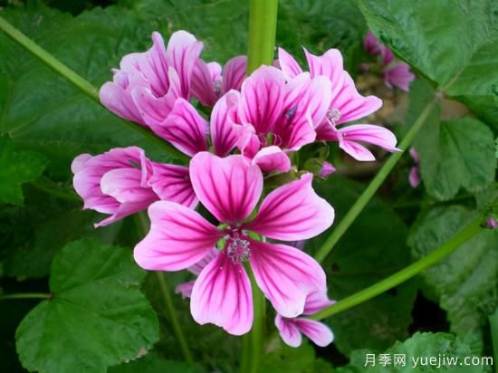 100種常見(jiàn)花卉的栽培大全，送給愛(ài)養花的你(圖84)