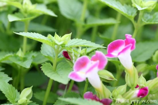 100種常見(jiàn)花卉的栽培大全，送給愛(ài)養花的你(圖85)