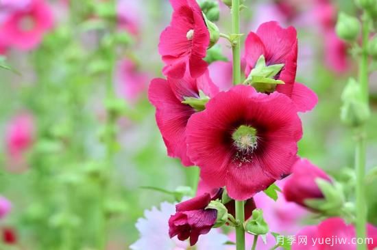 100種常見(jiàn)花卉的栽培大全，送給愛(ài)養花的你(圖86)
