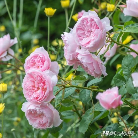 35個(gè)奧斯汀官方推薦的月季品種，抗病強長(cháng)勢好開(kāi)花多花友必選(圖29)