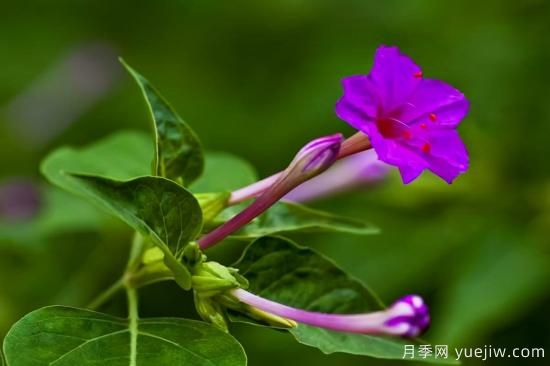 100種常見(jiàn)花卉的栽培大全，送給愛(ài)養花的你(圖88)