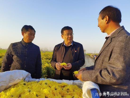 周口商水：小菊花開(kāi)成鄉村振興“黃金花”(圖4)