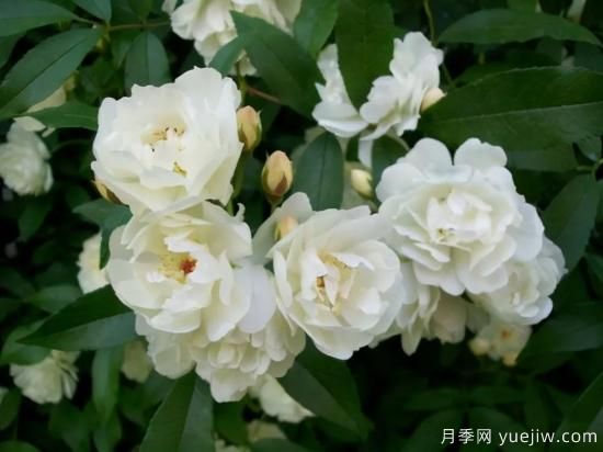 綠籬，讓你的花園與眾不同！(圖4)