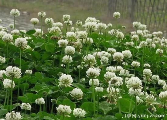 冬天想要綠草如茵，可以試試這幾種草坪(圖4)
