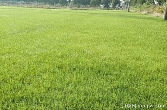 冬天想要綠草如茵，可以試試這幾種草坪(圖5)