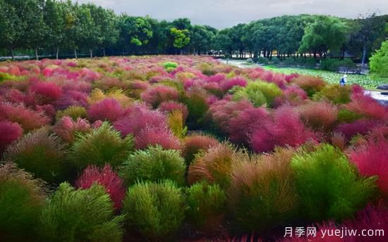 100種常見(jiàn)花卉的栽培大全，送給愛(ài)養花的你(圖89)