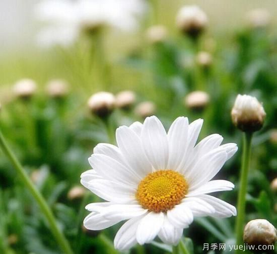 100種常見(jiàn)花卉的栽培大全，送給愛(ài)養花的你(圖90)