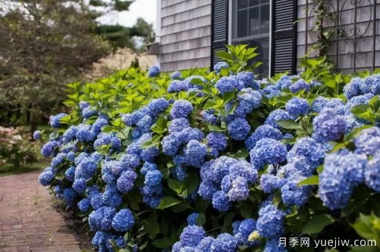 繡球秋季養護方法，明年春枝繁葉茂開(kāi)爆花(圖1)