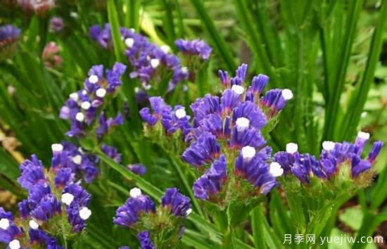 100種常見(jiàn)花卉的栽培大全，送給愛(ài)養花的你(圖92)