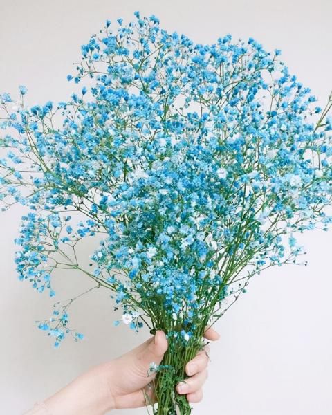 100種常見(jiàn)花卉的栽培大全，送給愛(ài)養花的你(圖93)