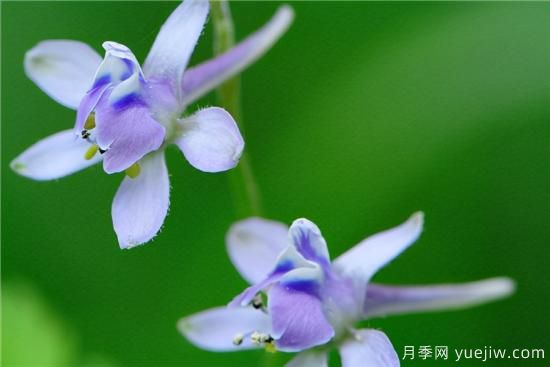 100種常見(jiàn)花卉的栽培大全，送給愛(ài)養花的你(圖94)