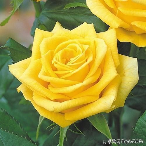 35個(gè)奧斯汀官方推薦的月季品種，抗病強長(cháng)勢好開(kāi)花多花友必選(圖35)