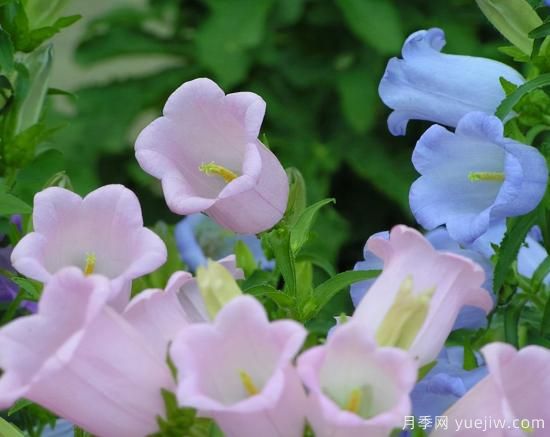 100種常見(jiàn)花卉的栽培大全，送給愛(ài)養花的你(圖95)