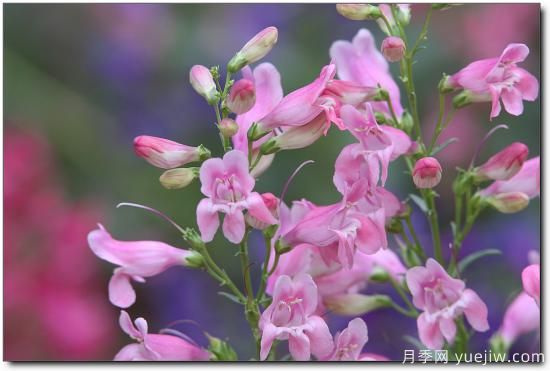 100種常見(jiàn)花卉的栽培大全，送給愛(ài)養花的你(圖96)