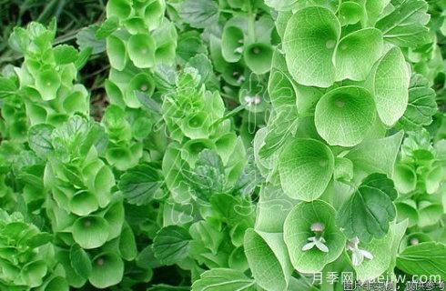 100種常見(jiàn)花卉的栽培大全，送給愛(ài)養花的你(圖97)
