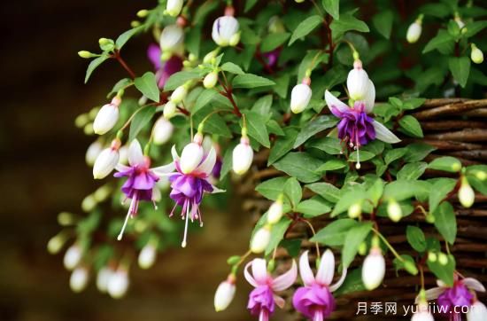 10種嬌艷奪目的花卉，驚艷你的花園(圖2)