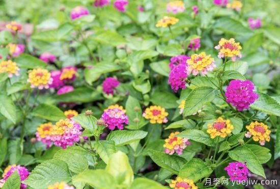 10種嬌艷奪目的花卉，驚艷你的花園(圖3)