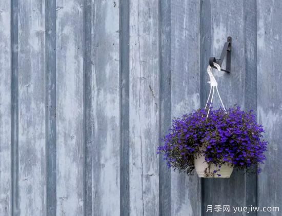 10種嬌艷奪目的花卉，驚艷你的花園(圖4)