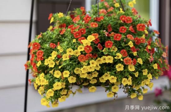 10種嬌艷奪目的花卉，驚艷你的花園(圖5)
