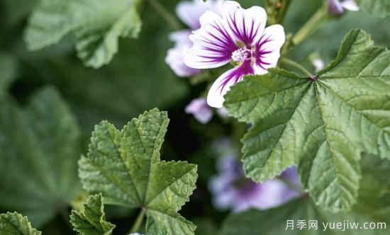 10種嬌艷奪目的花卉，驚艷你的花園(圖6)