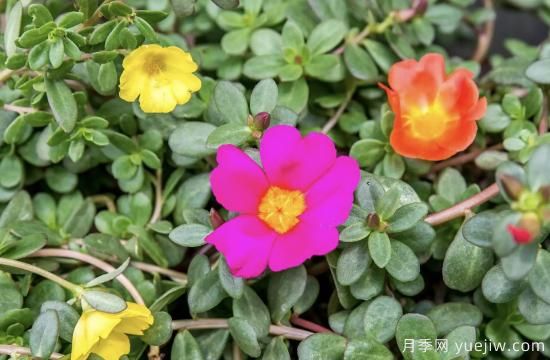 10種嬌艷奪目的花卉，驚艷你的花園(圖7)