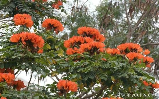 火焰樹(shù)，花如星星之火燎于翠葉的樹(shù)種(圖2)