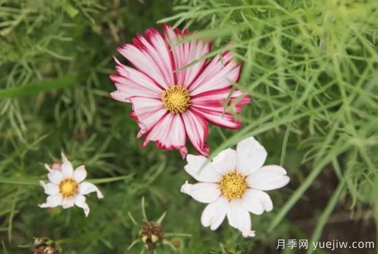10種嬌艷奪目的花卉，驚艷你的花園(圖9)