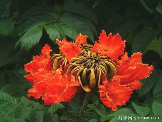 火焰樹(shù)，花如星星之火燎于翠葉的樹(shù)種(圖3)