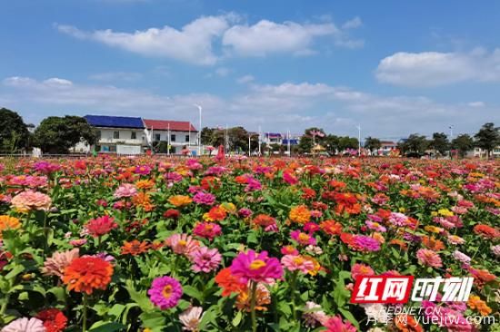 株洲攸縣：姹紫嫣紅皆秋色 鄉村風(fēng)景入眼簾(圖2)