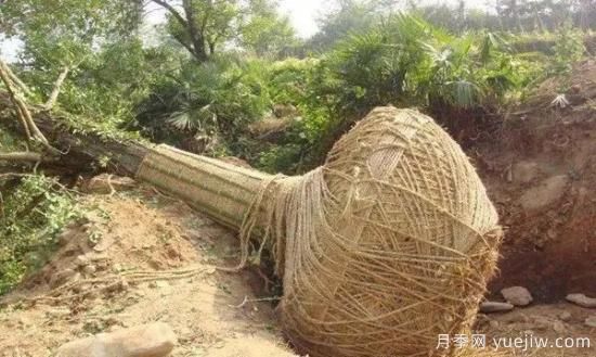 大樹(shù)苗木移植的注意事項(圖1)