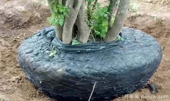 大樹(shù)苗木移植的注意事項(圖2)