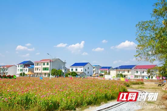 株洲攸縣：姹紫嫣紅皆秋色 鄉村風(fēng)景入眼簾(圖3)