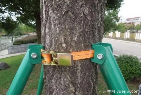 大樹(shù)苗木移植的注意事項(圖4)