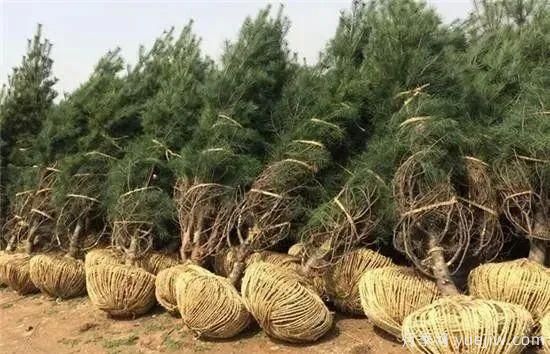 大樹(shù)苗木移植的注意事項(圖3)