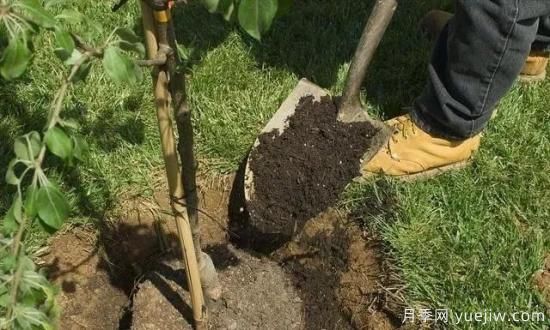 大樹(shù)苗木移植的注意事項(圖5)