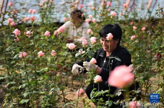 滄州獻縣：冬日大棚鮮花開(kāi)(圖2)