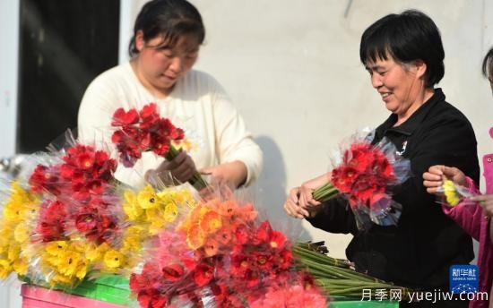 滄州獻縣：冬日大棚鮮花開(kāi)(圖3)