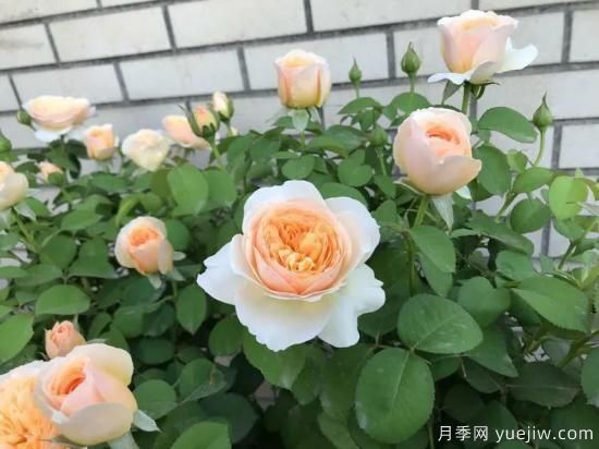 朱麗葉月季，經(jīng)典永恒，多姿美艷香氣迷人(圖4)