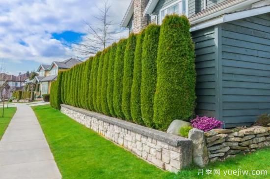 綠籬，讓你的花園與眾不同！(圖2)