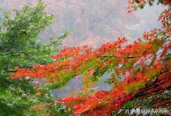 冬季植物應該怎么打理，才能來(lái)年依舊繁花似錦(圖1)