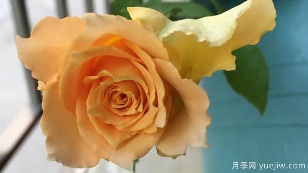 河本純子天使系列月季，顏值擔當溫柔靈動(dòng)(圖7)