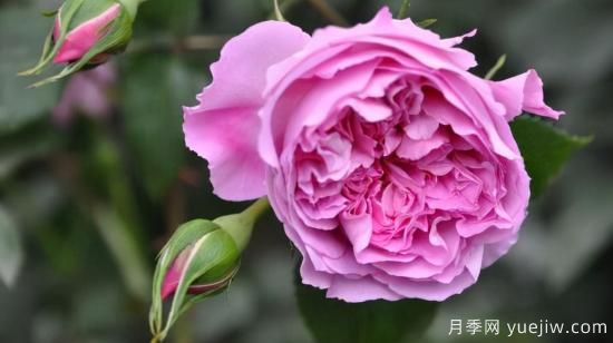 河本純子天使系列月季，顏值擔當溫柔靈動(dòng)(圖5)