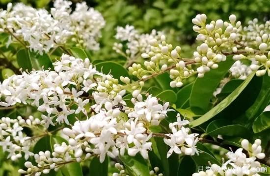 綠籬，讓你的花園與眾不同！(圖3)
