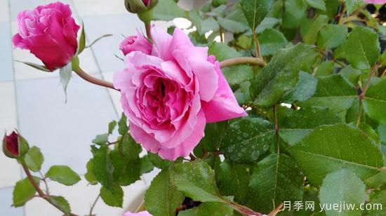 河本純子天使系列月季，顏值擔當溫柔靈動(dòng)(圖6)