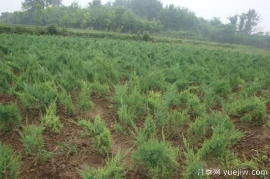 教你如何區別鋪地柏和沙地柏(圖3)
